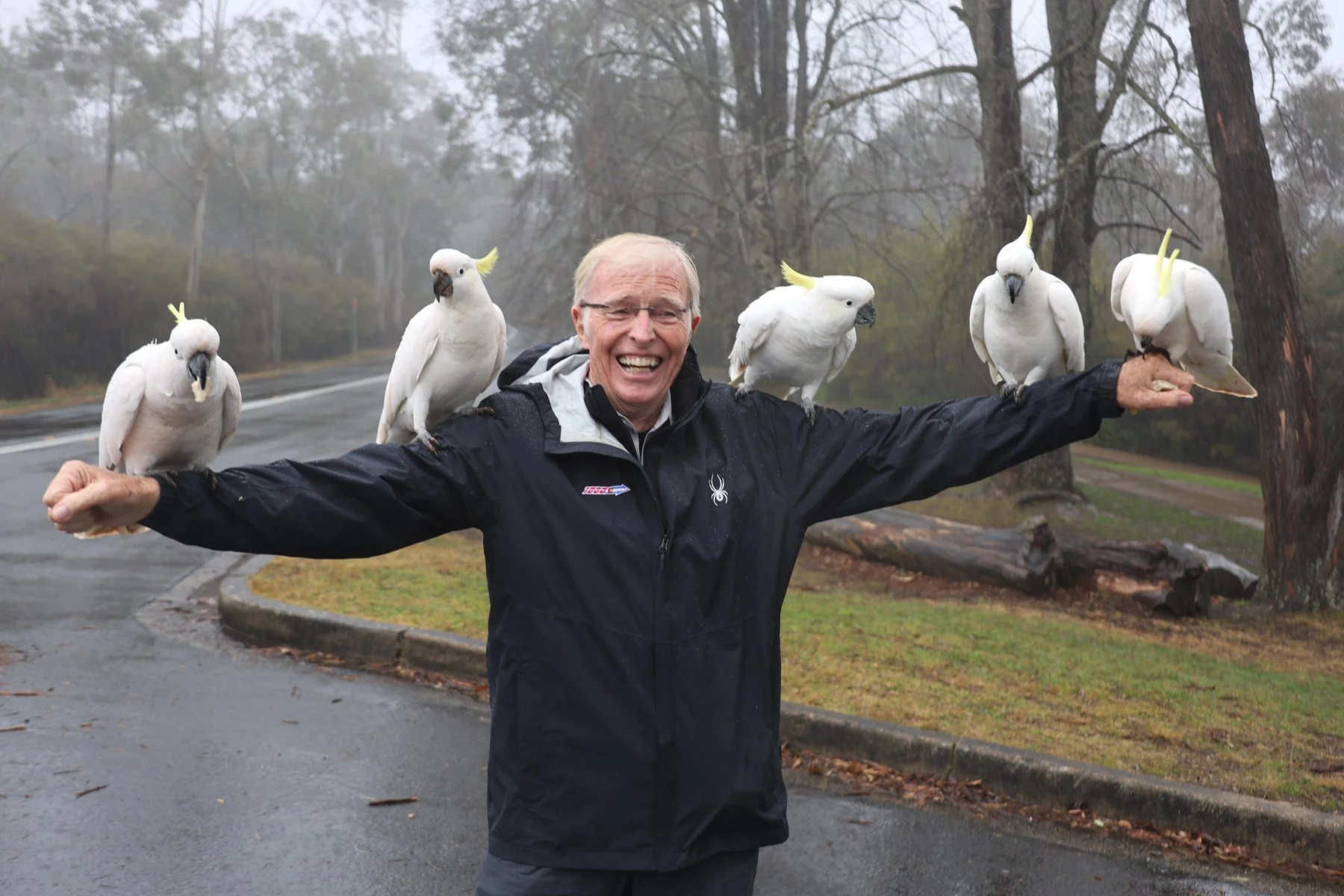 Sulphur-crested Cockatoos