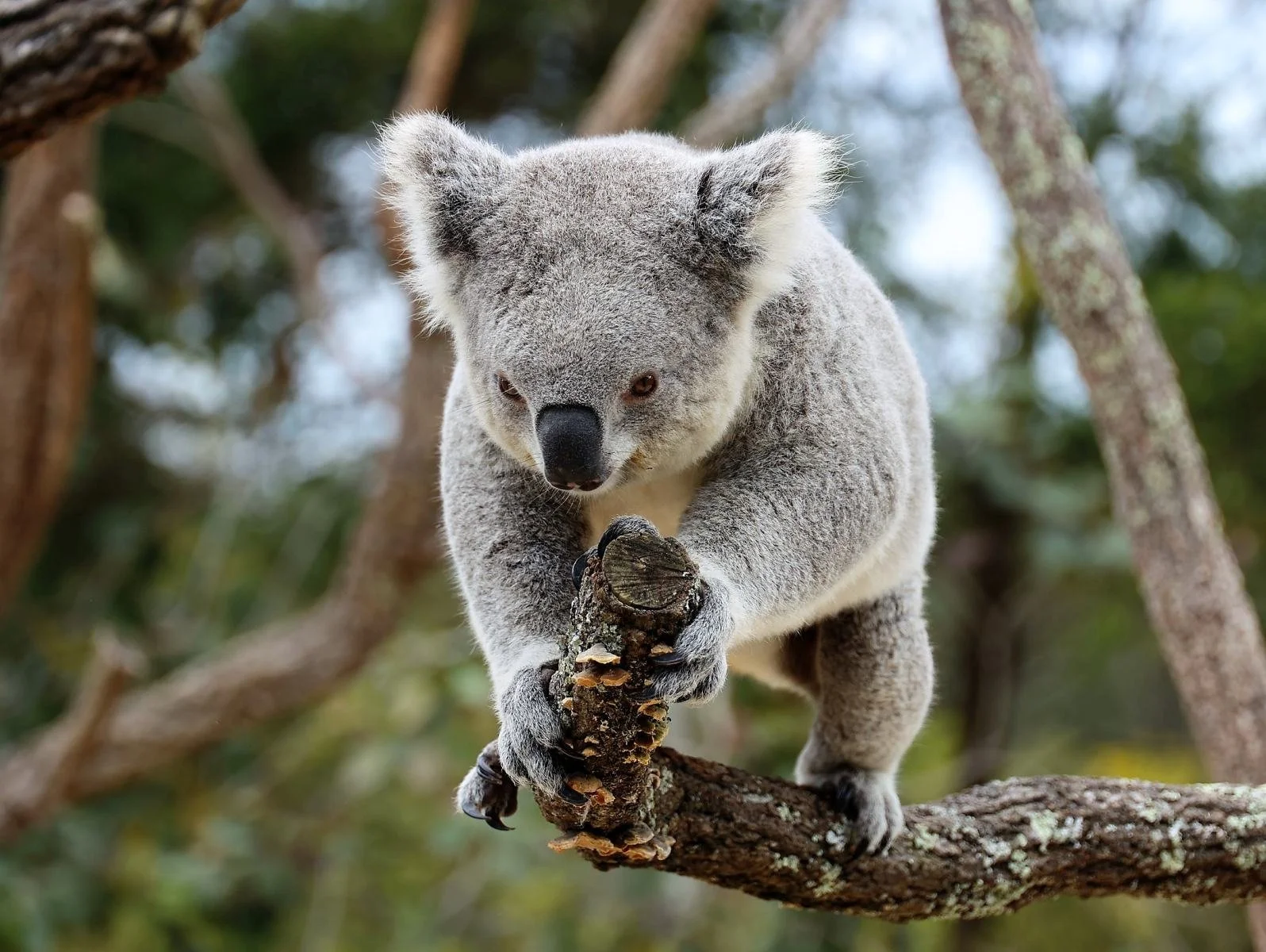 Koala on a branch