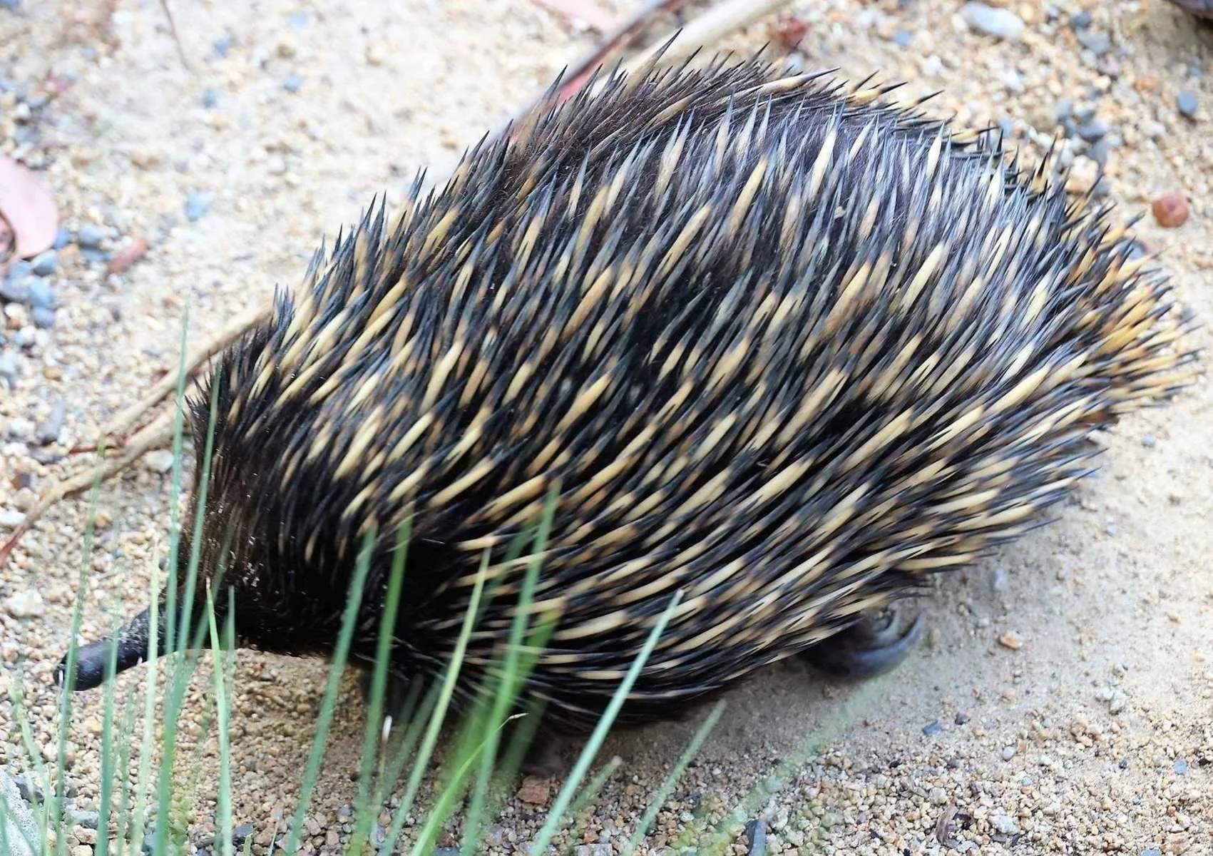 Echidna on the Move