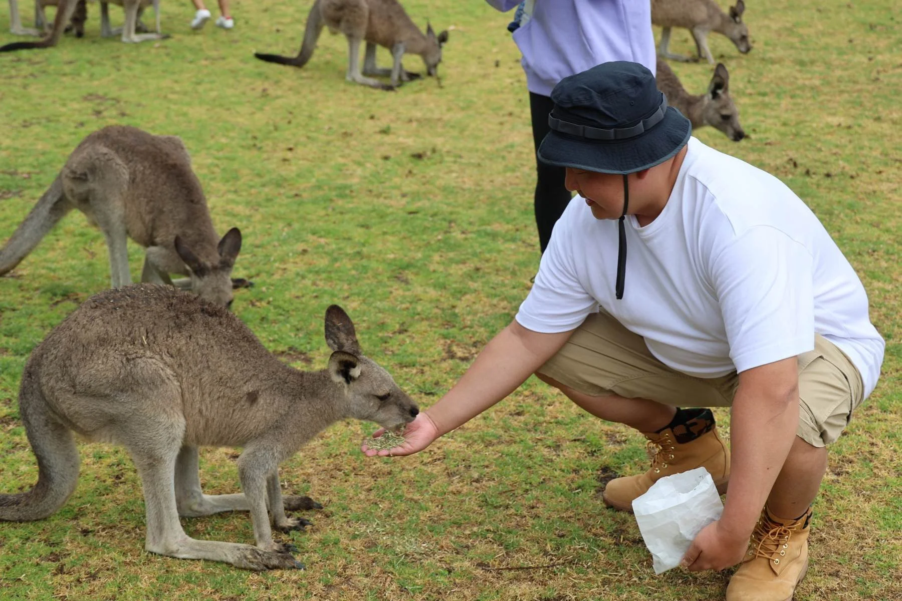 Australian native animal encounters with wallabies
