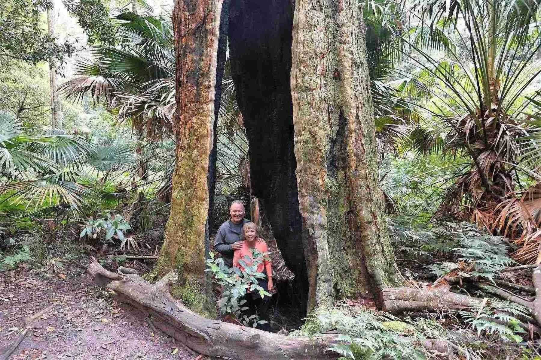 Hollow Tree in the Rainforest