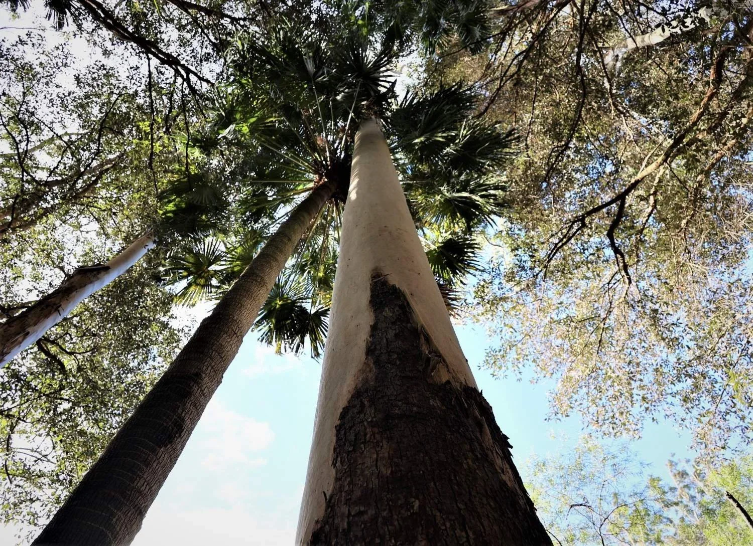 The Forest Track — Royal National Park Rainforest Walk