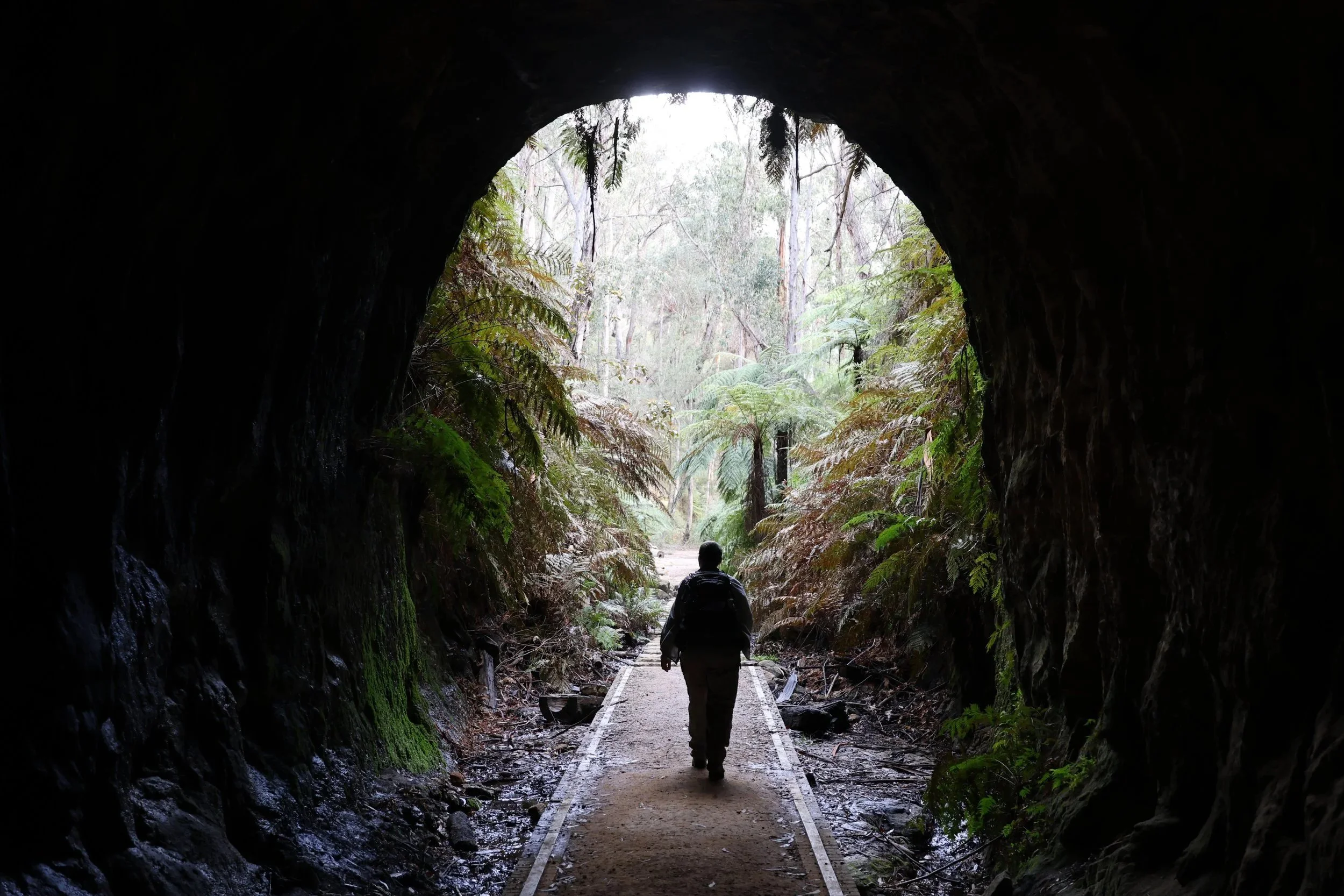 Glow Worm Tunnel Blue Mountains | Walk, Wildlife &amp; What to Expect