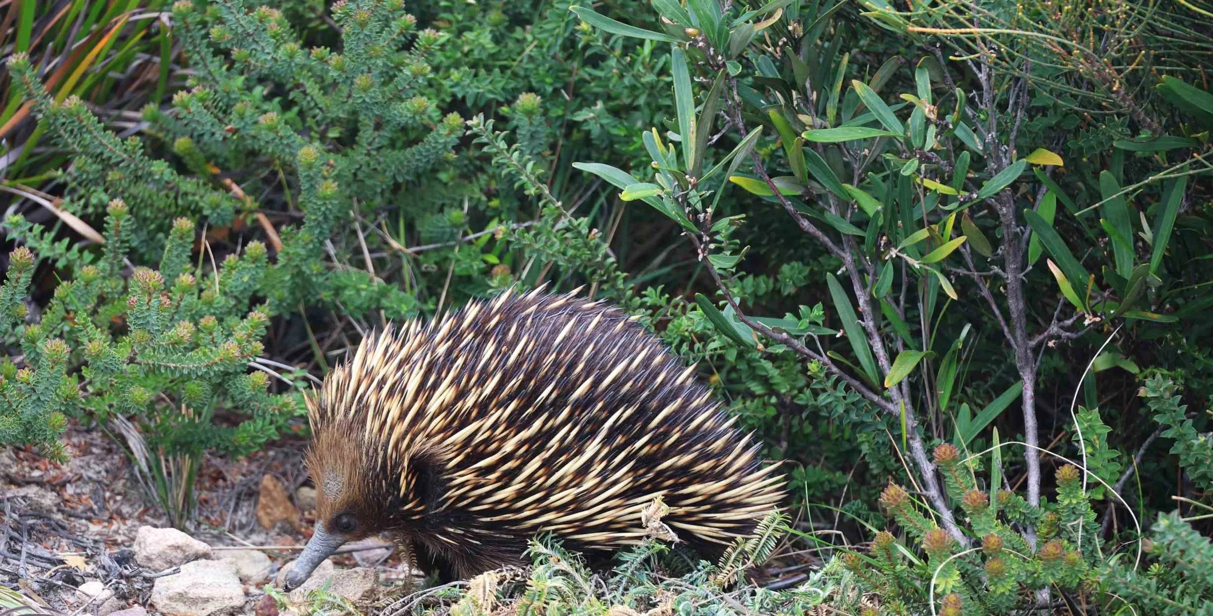 echidna-royal-national-park.jpg