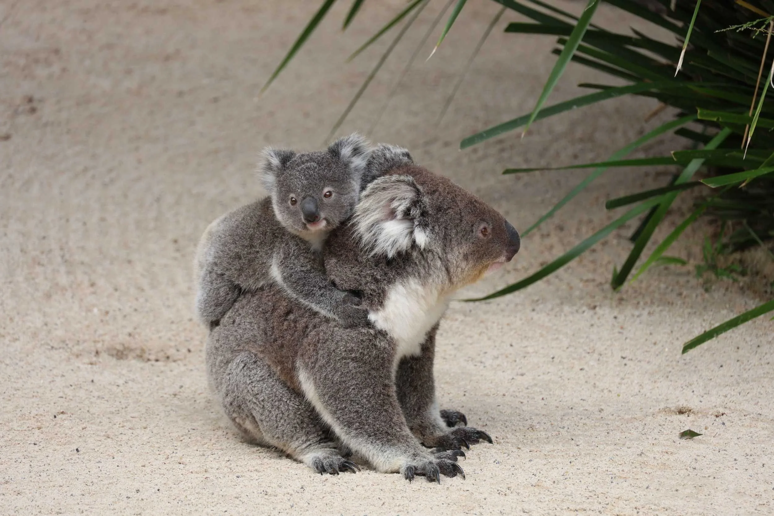 koalas-sydney.jpg