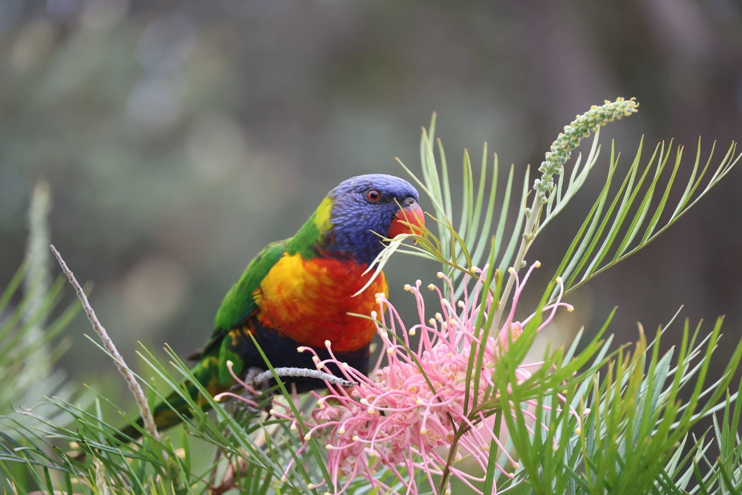 rainbow-lorikeet.JPG