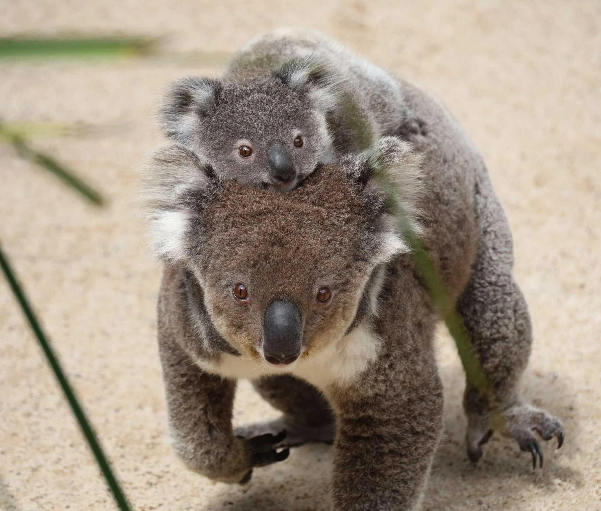koala-joey.jpg