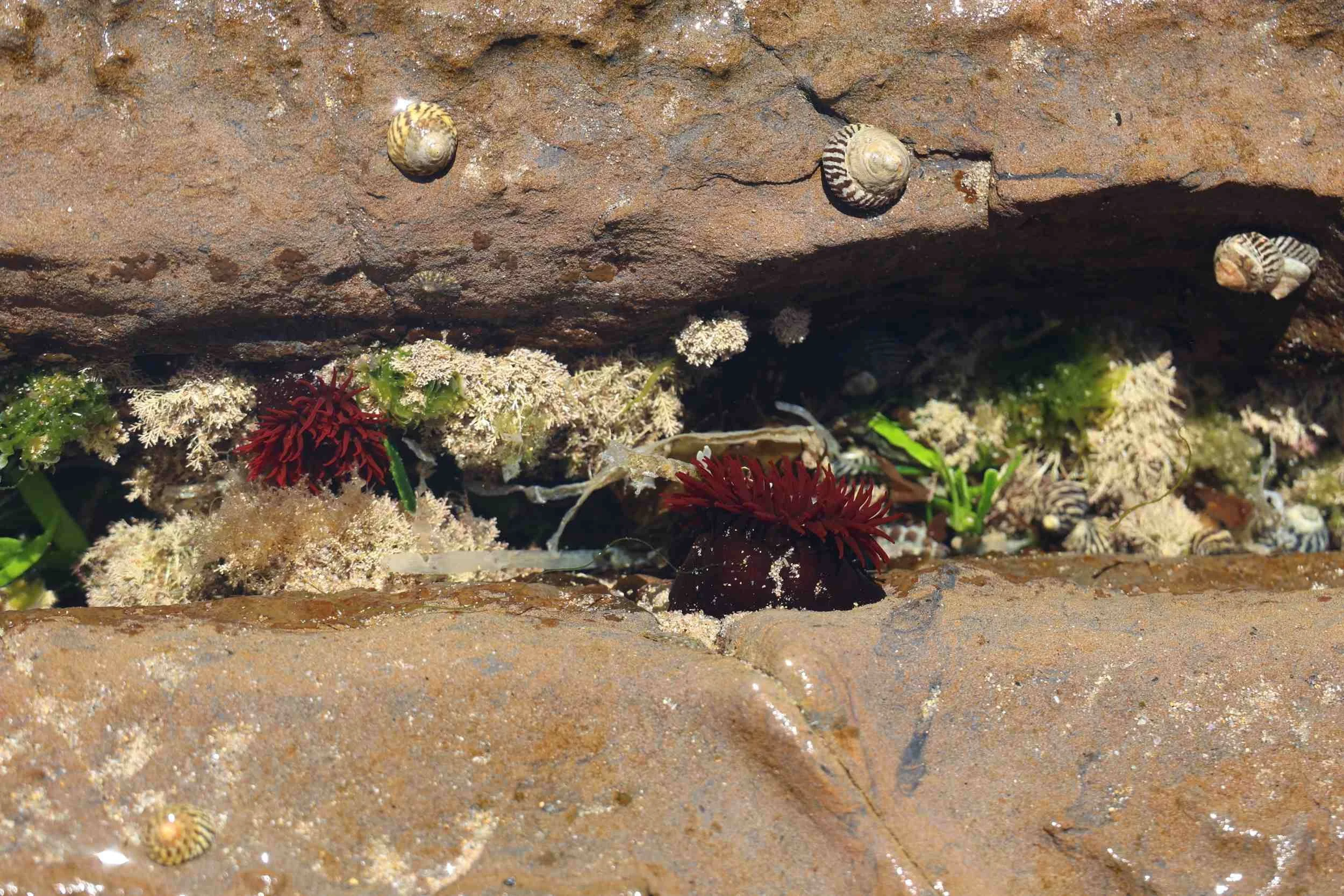 rock-platform-sydney