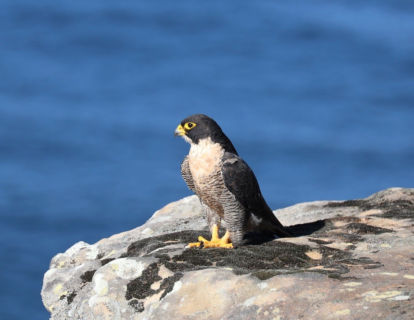 peregrine-falcon.jpg