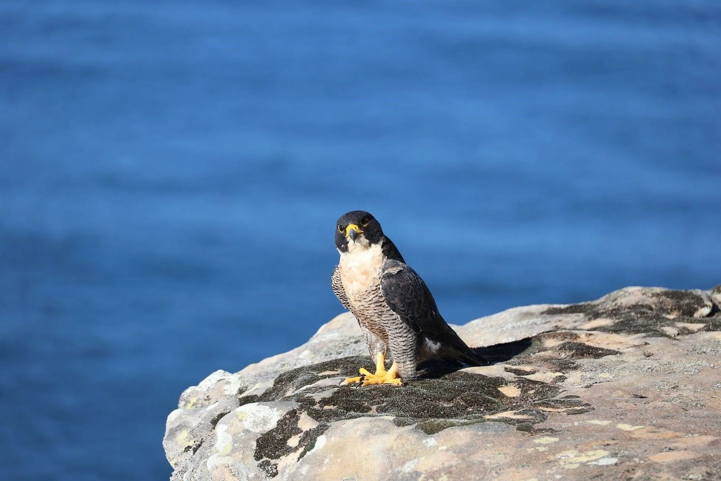 peregrine-falcon