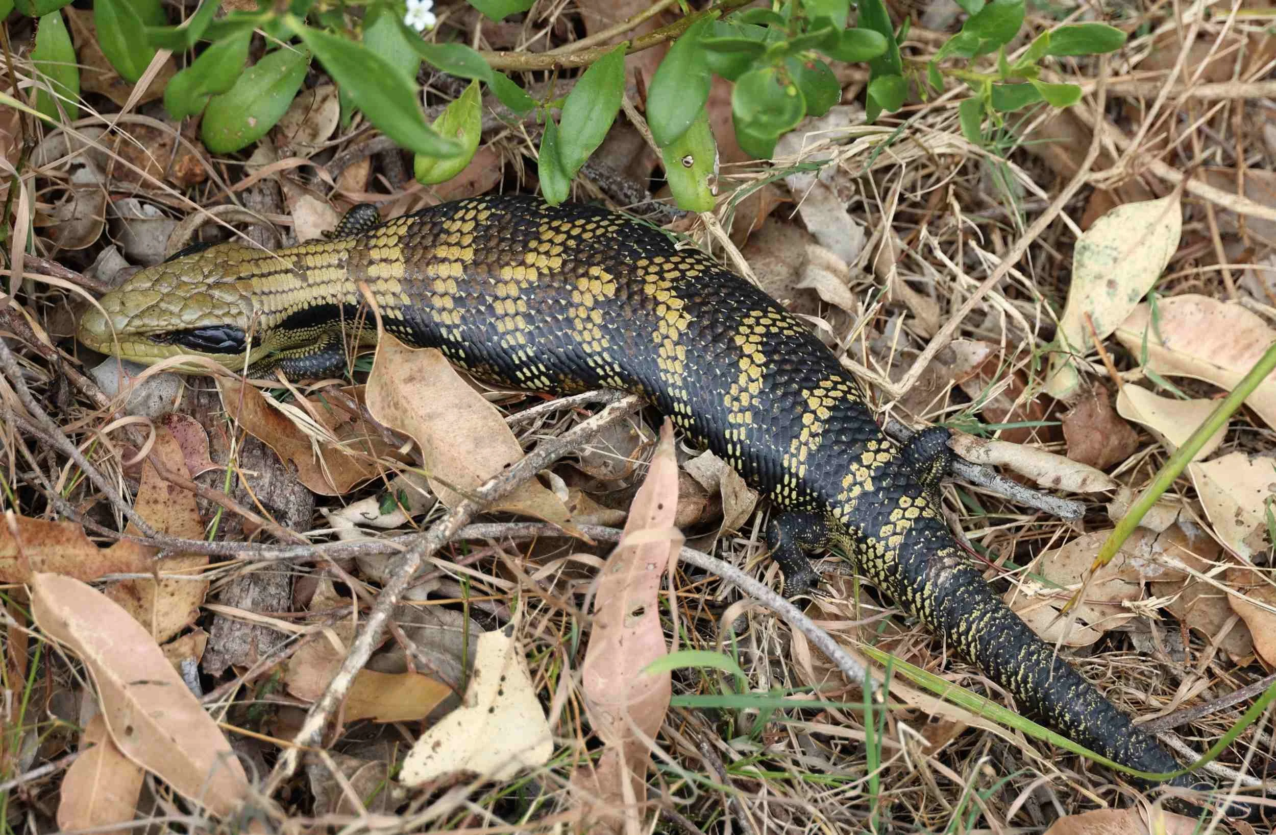 blotched-blue-tongue-lizard