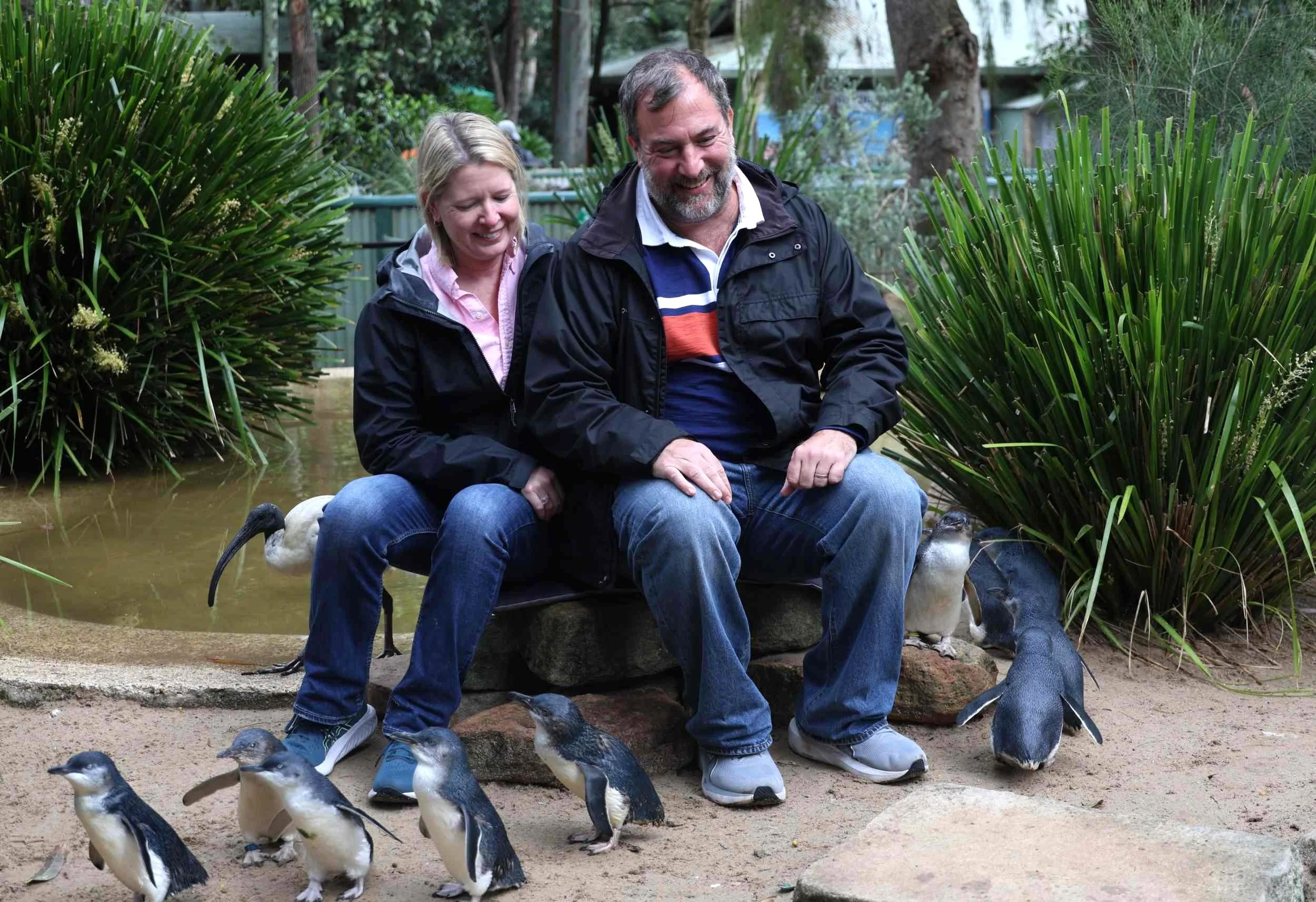 little-penguins-encounter.jpg