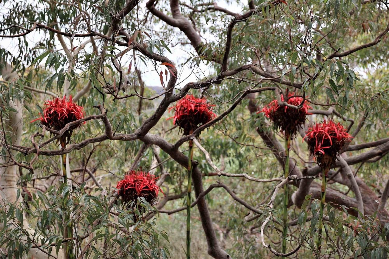 Gymea Lily Royal National Park