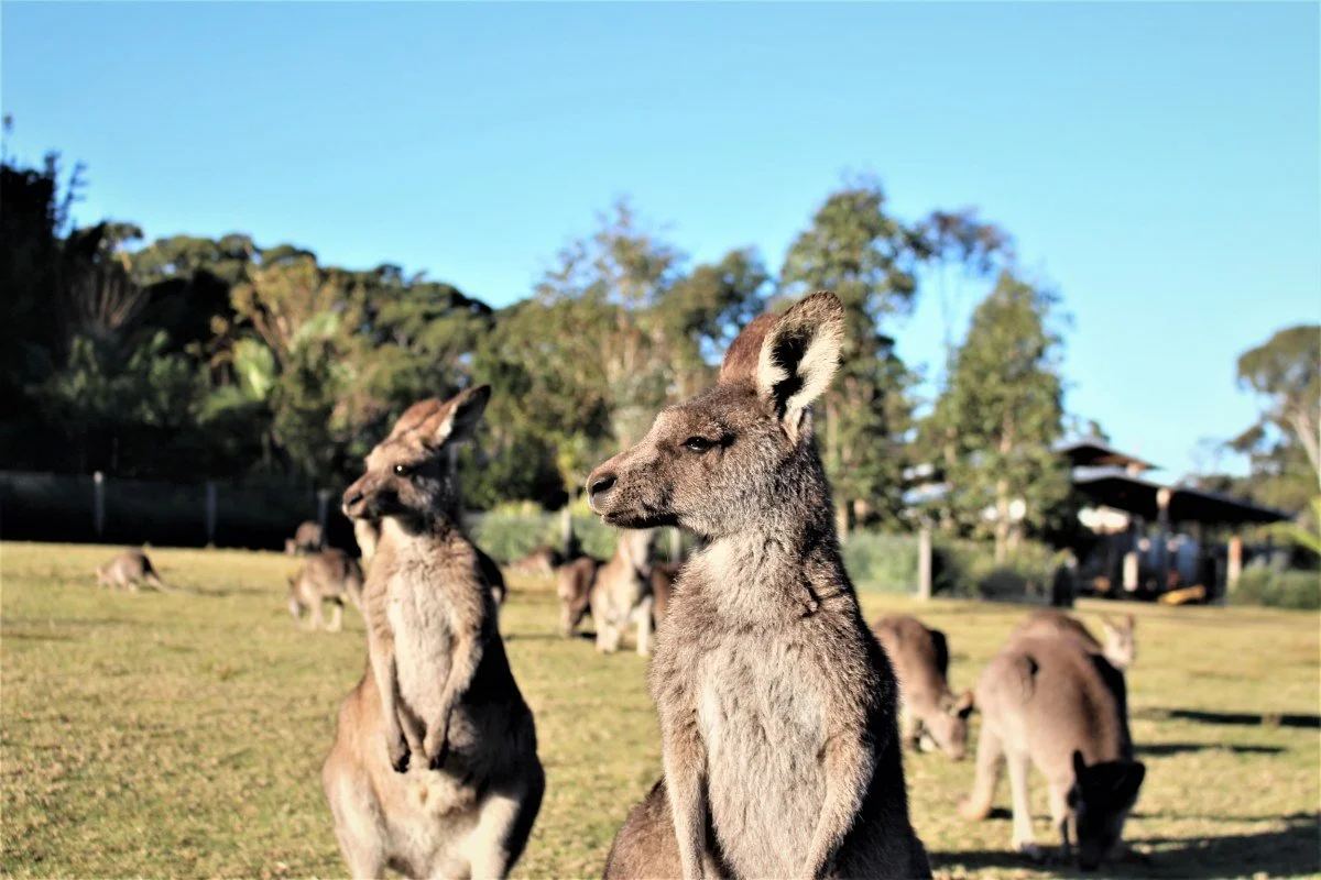 Alert kangaroos at Symbio Wildlife Park
