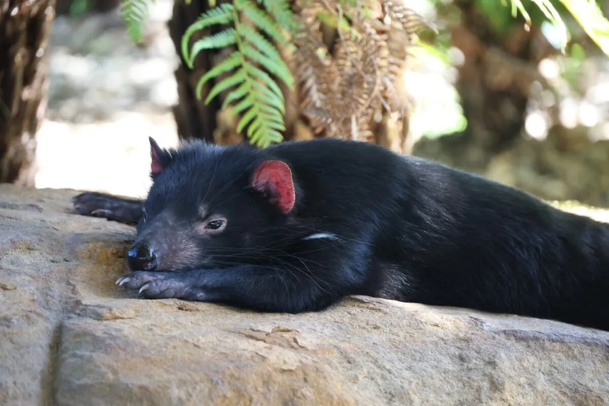 Tasmanian devil resting at Symbio Wildlife Park