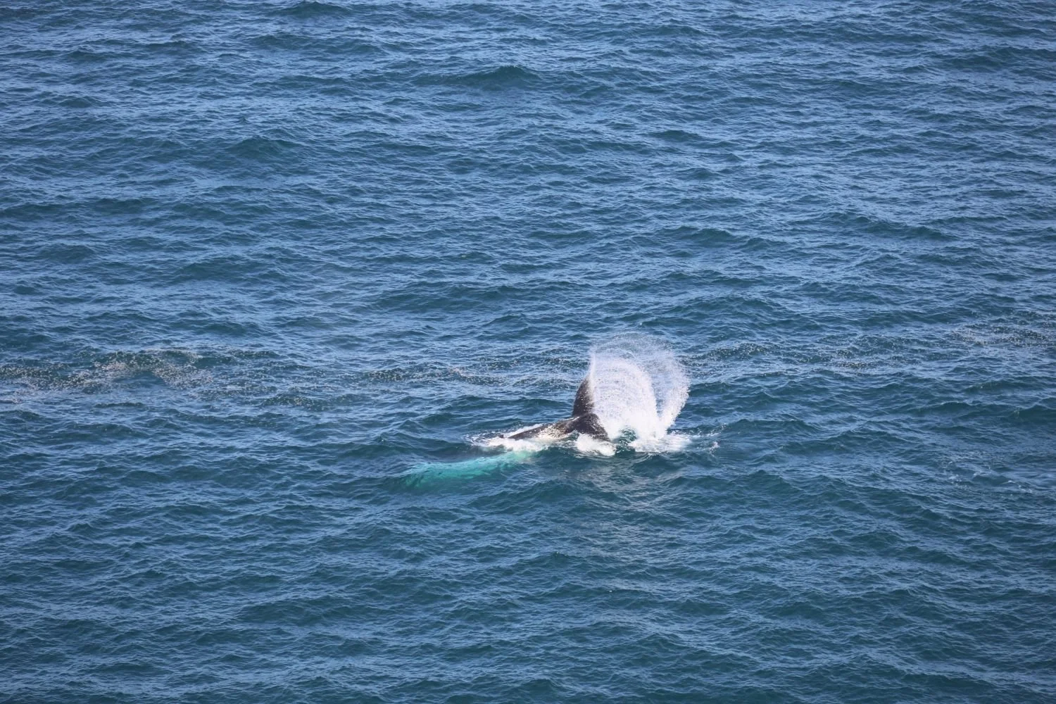 humpback-whale-migration.jpg
