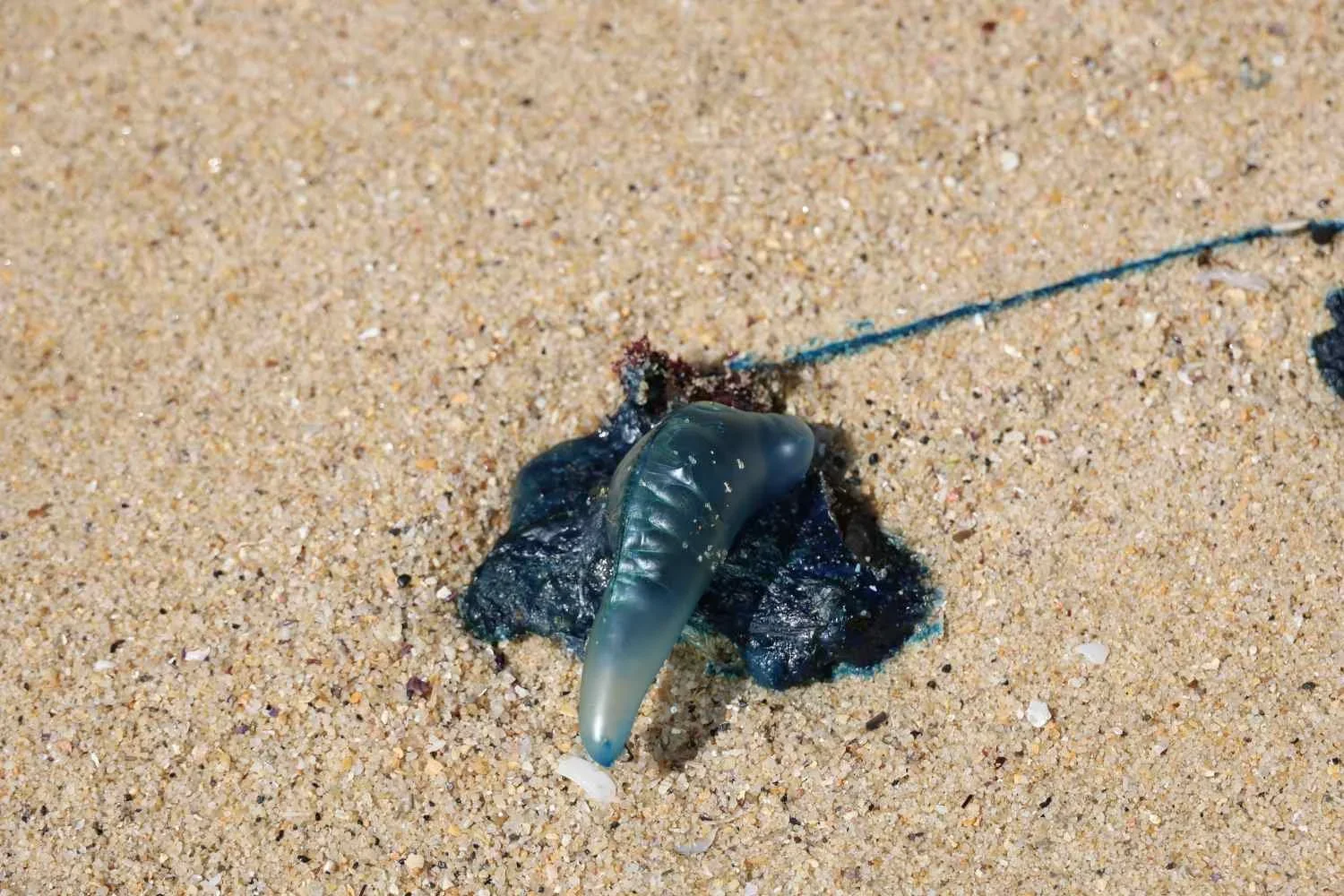 Single bluebottle jellyfish stranded on sand showing blue gas-filled float and deflated tentacle