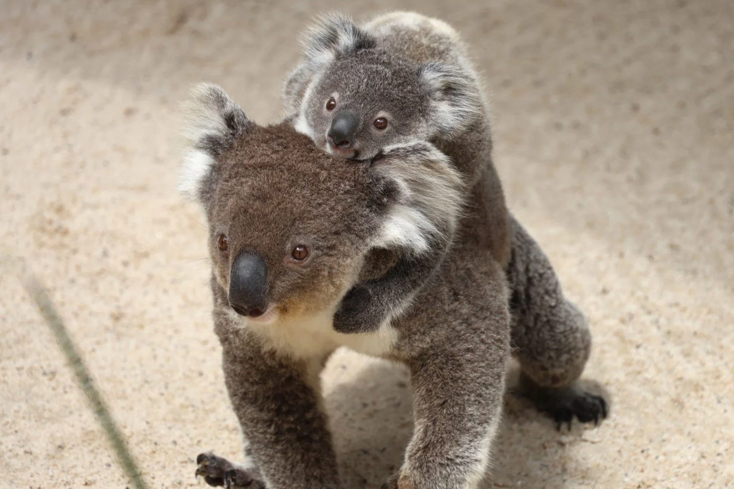 Symbio Wildlife Park — Australian Wildlife on the Royal National Park Tour