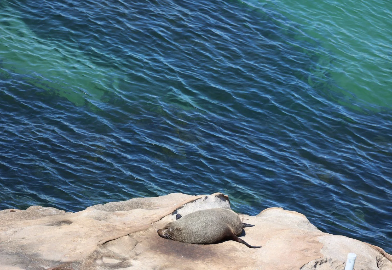 a seal basking on the rocks at chowder bay, mosman