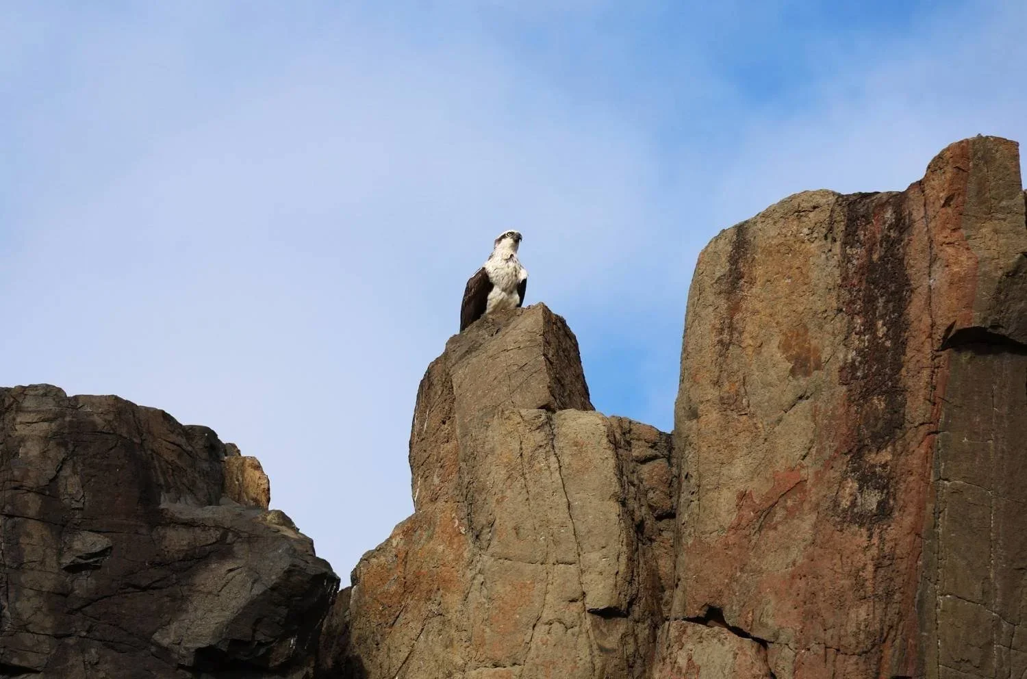 Osprey perched on a basalt column at Bombo Headland Quarry, Kiama, NSW