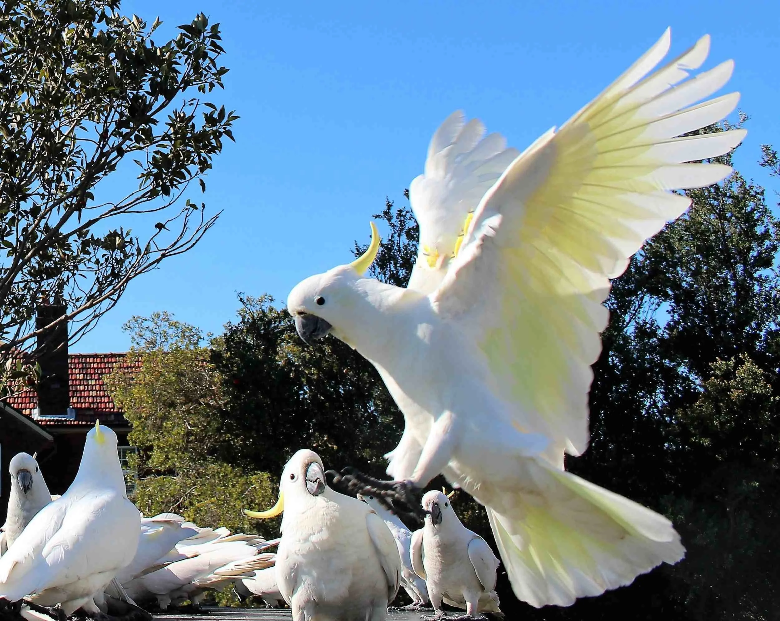 Sulphur-crested-cockatoo-in-flight