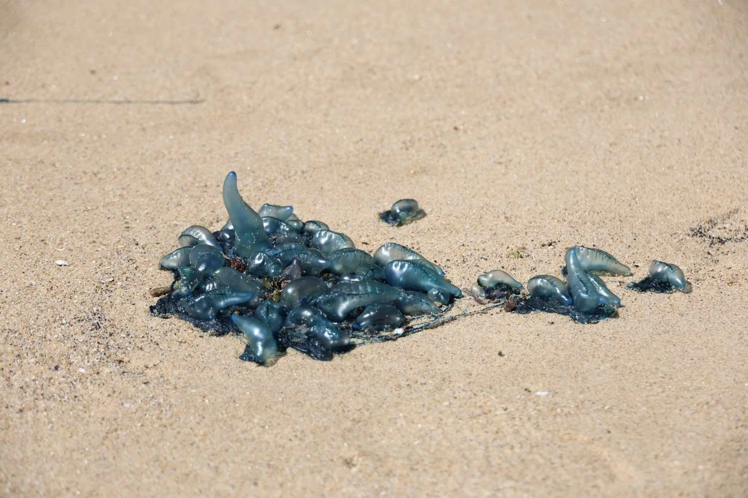 a cluster of bluebottles on the beach
