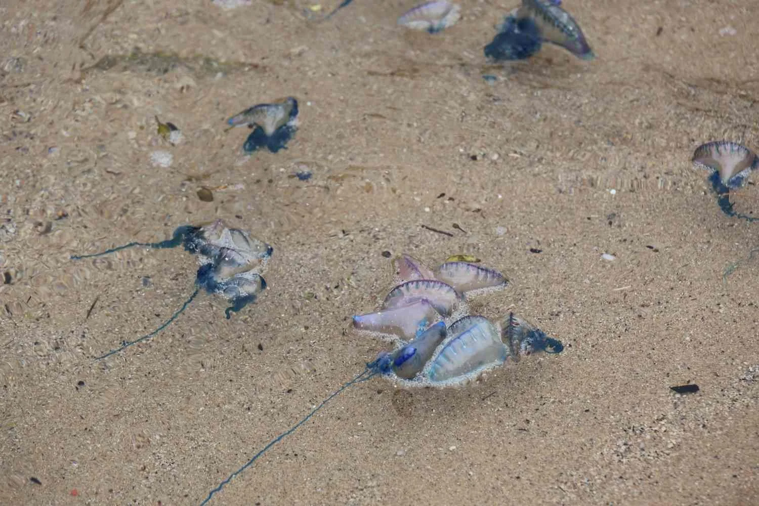 Bluebottle in shallow water at a Sydney beach
