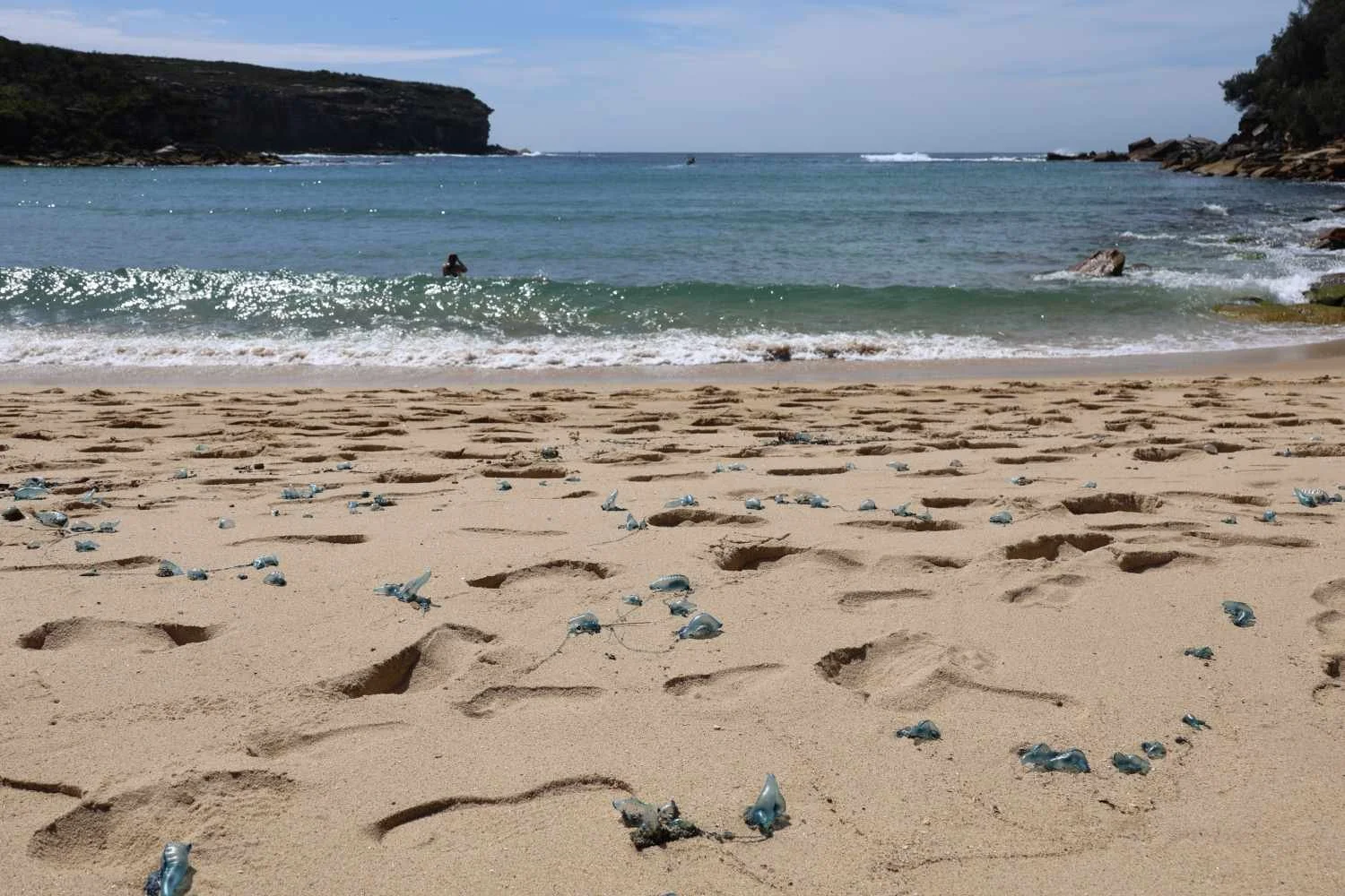 Bluebottles scattered across a Sydney beach during summer bluebottle season