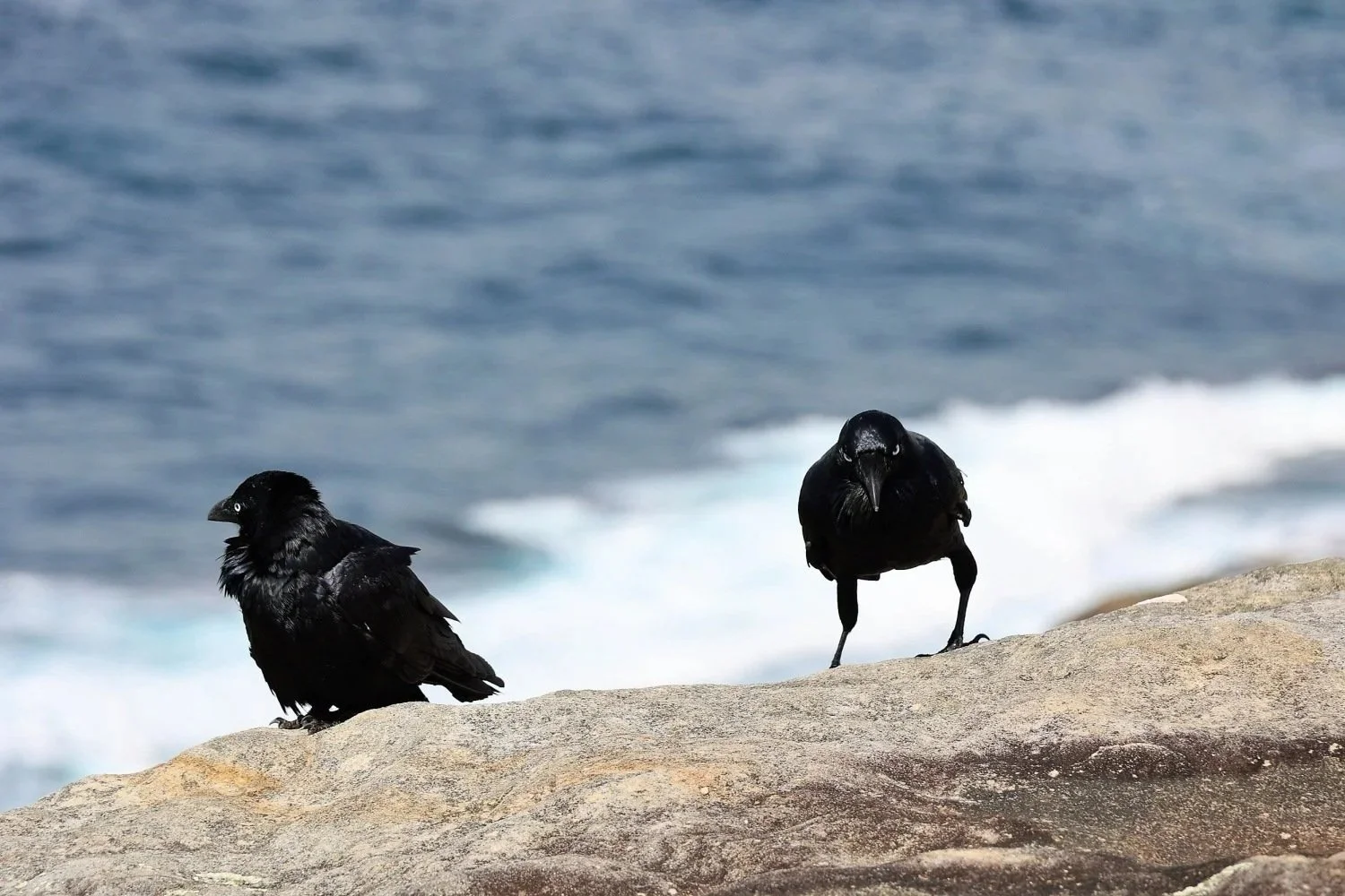 australian-raven