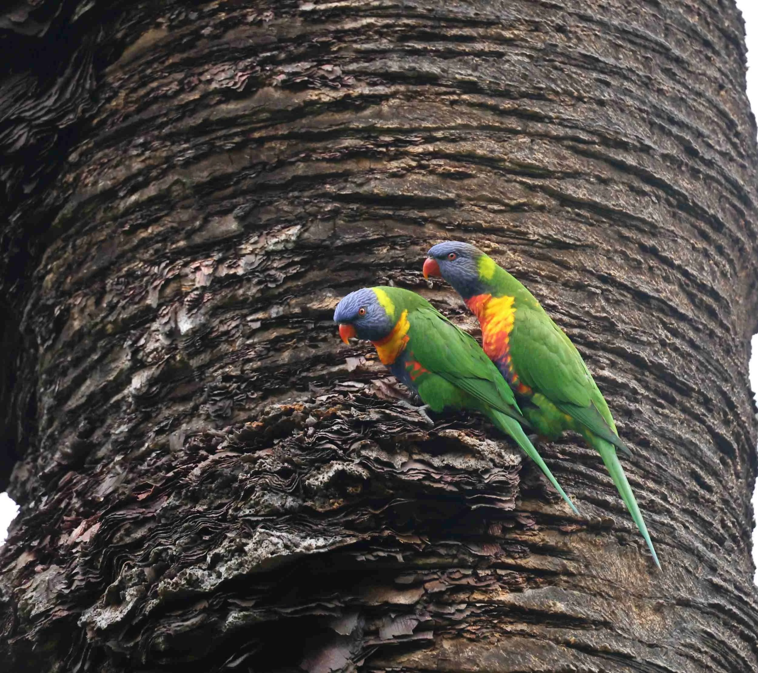 Rainbow lorikeets will often chew or gnaw bark to keep their beaks worn down