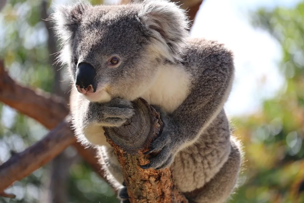 Koala in eucalyptus tree at Symbio Wildlife Park NSW