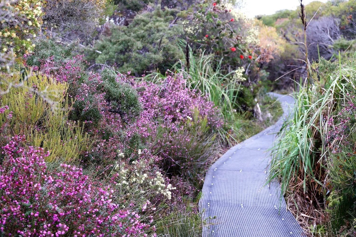 Wildflowers The Royal National Park