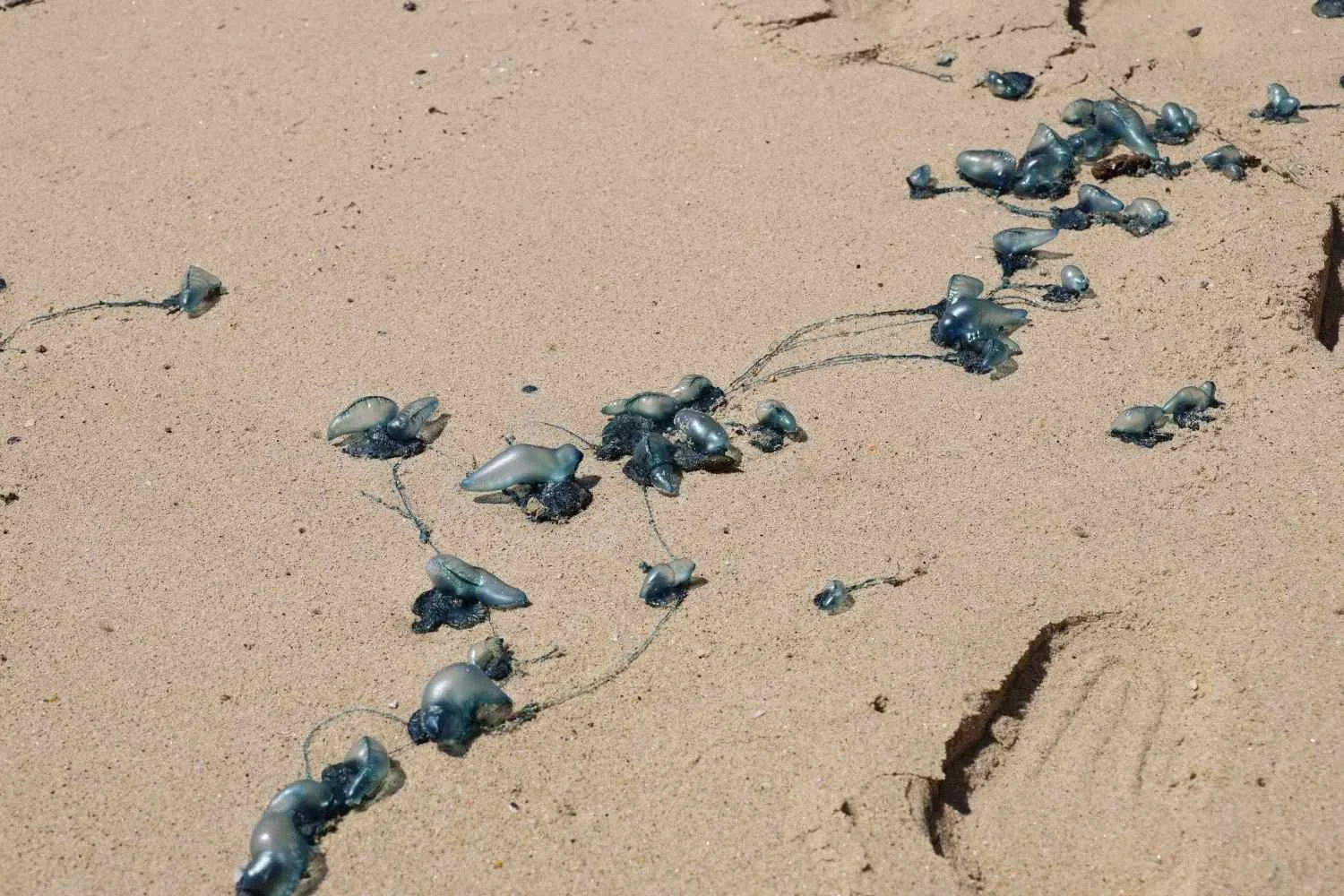 Trail of bluebottle jellyfish along the tideline of a Sydney beach showing typical wash-up pattern