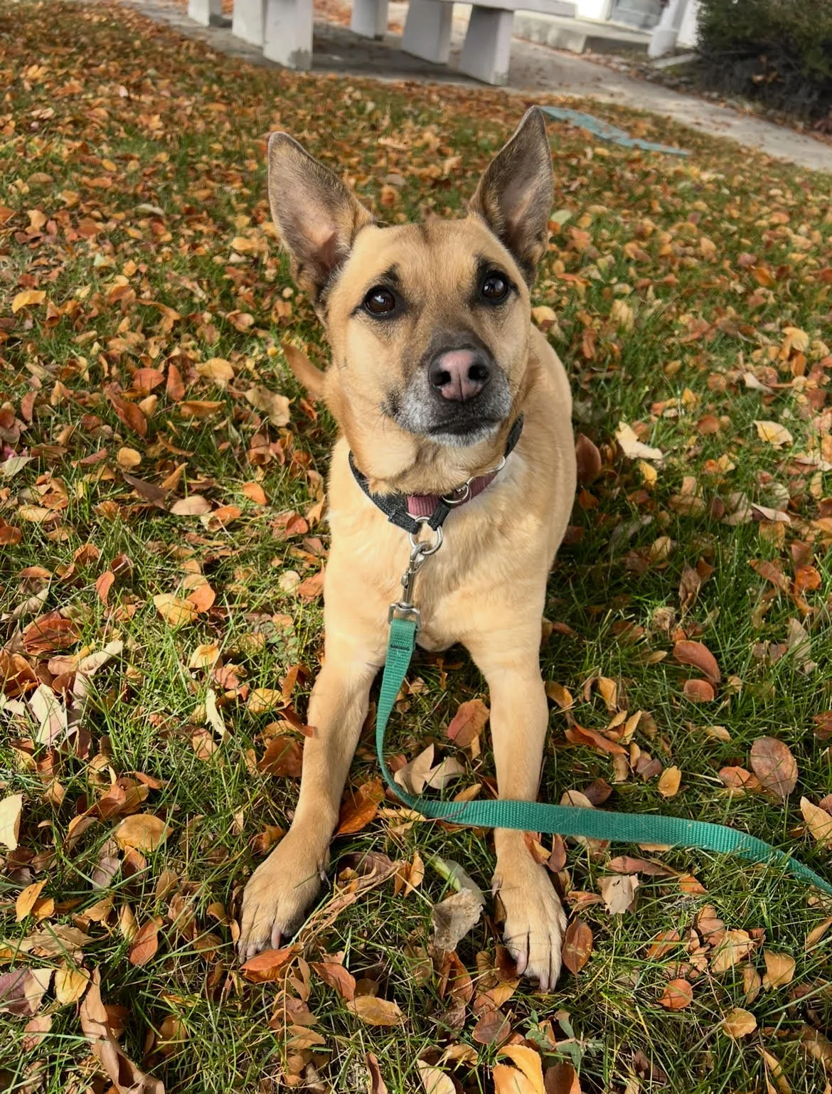 Gwen