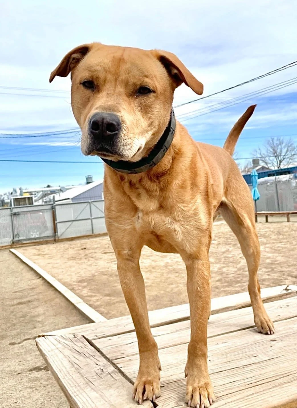 Duke