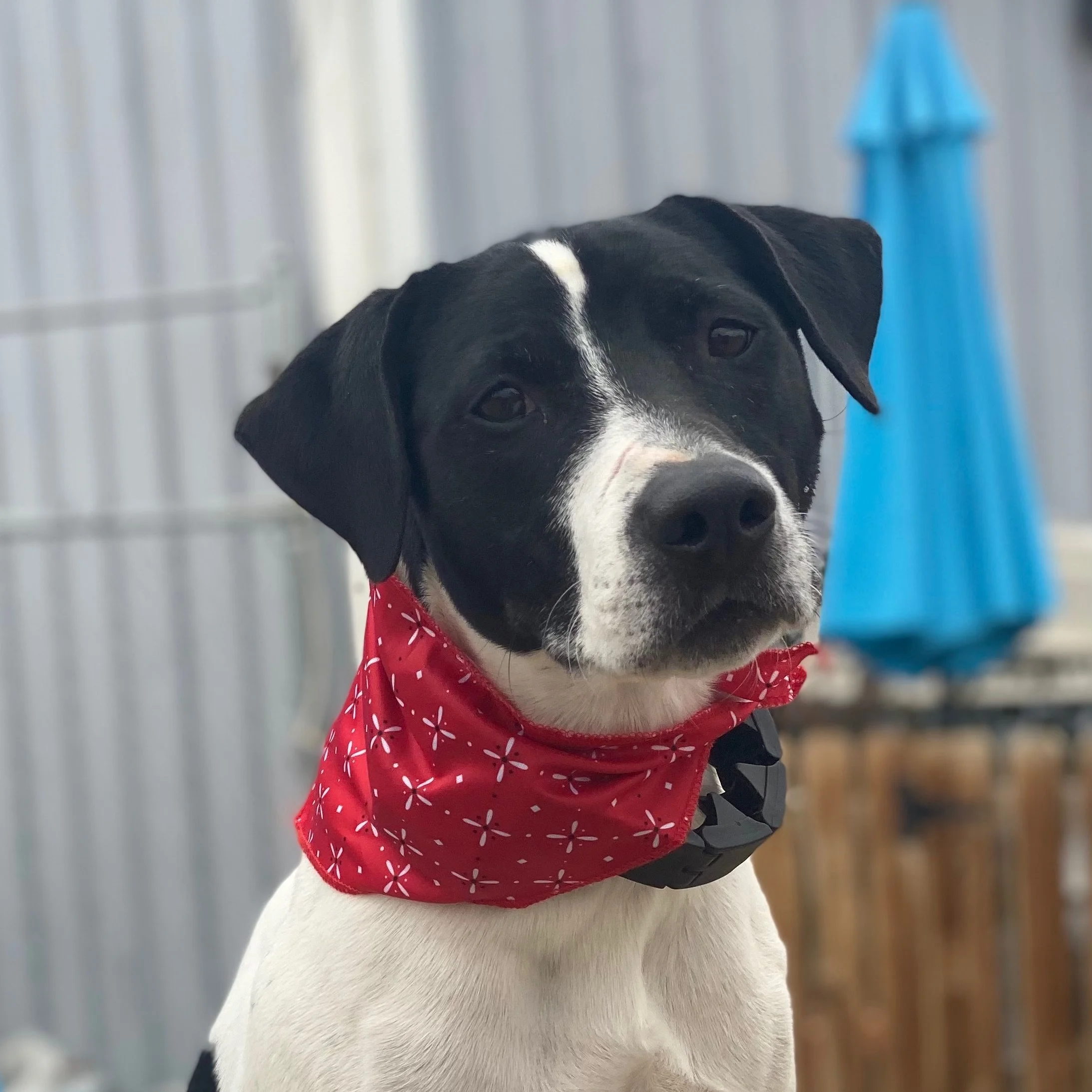 Dogs Unbroken Adoption Fee