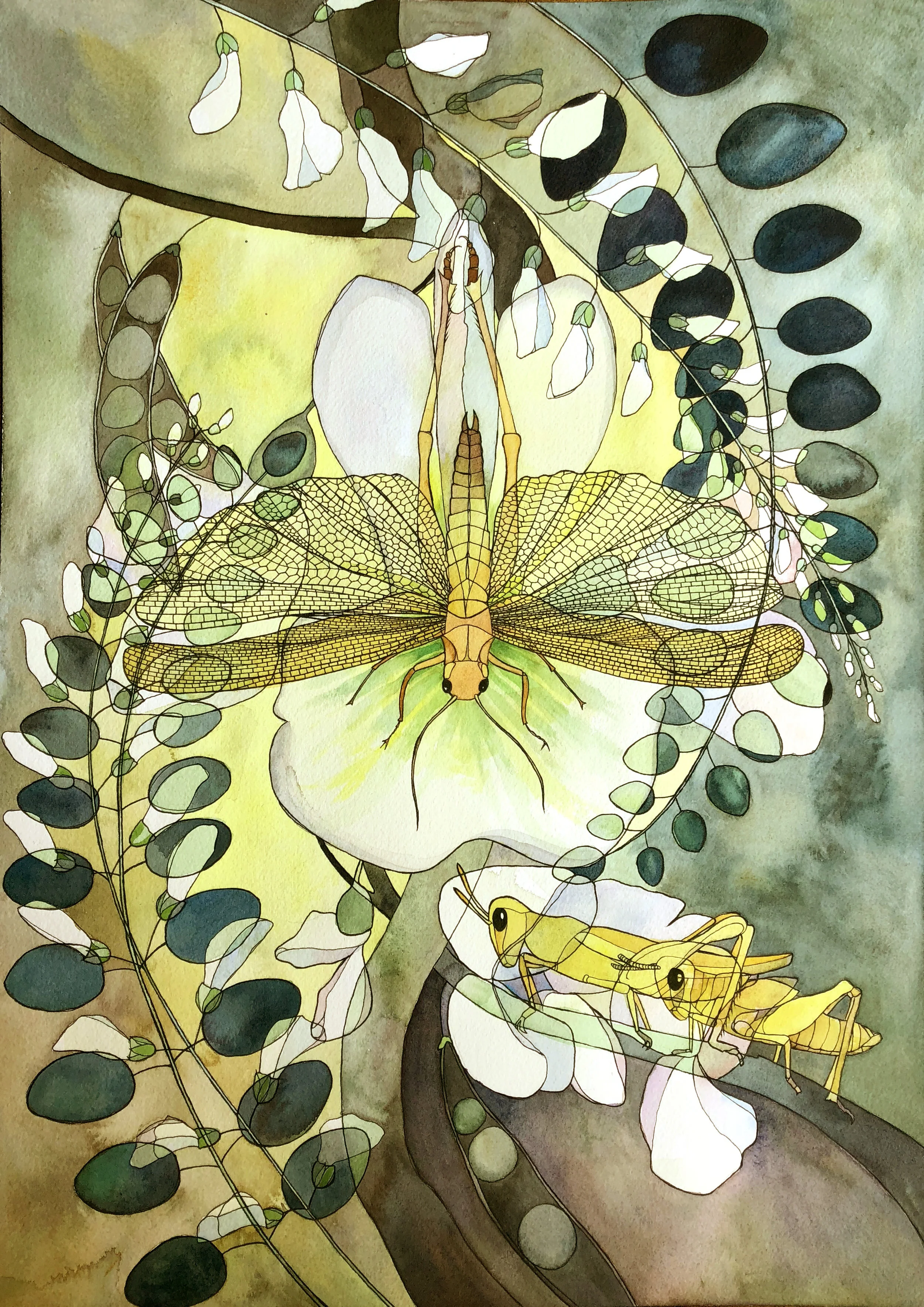 Locust X Locust (Chortoicetes terminifera x Robinia pseudoacacia)