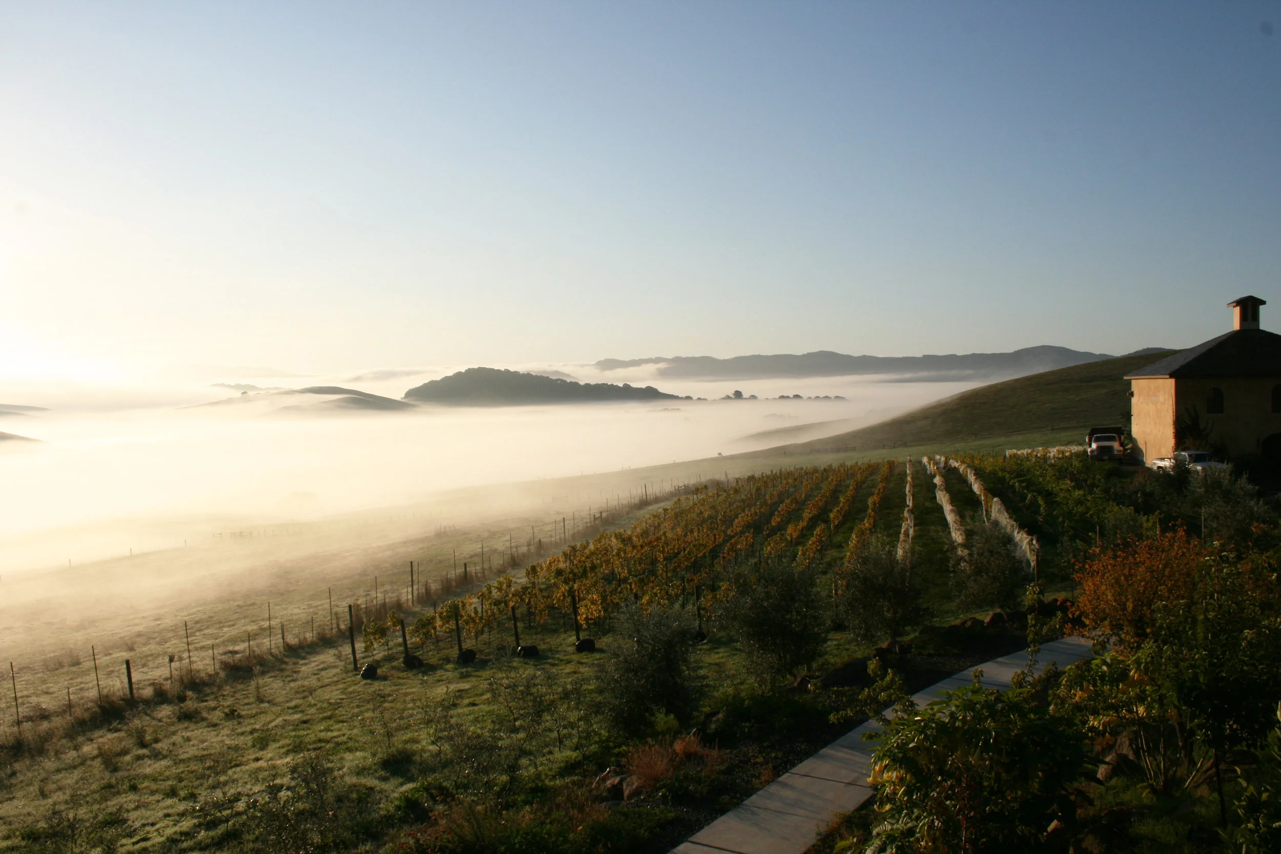 Azari Vineyards, Petaluma
