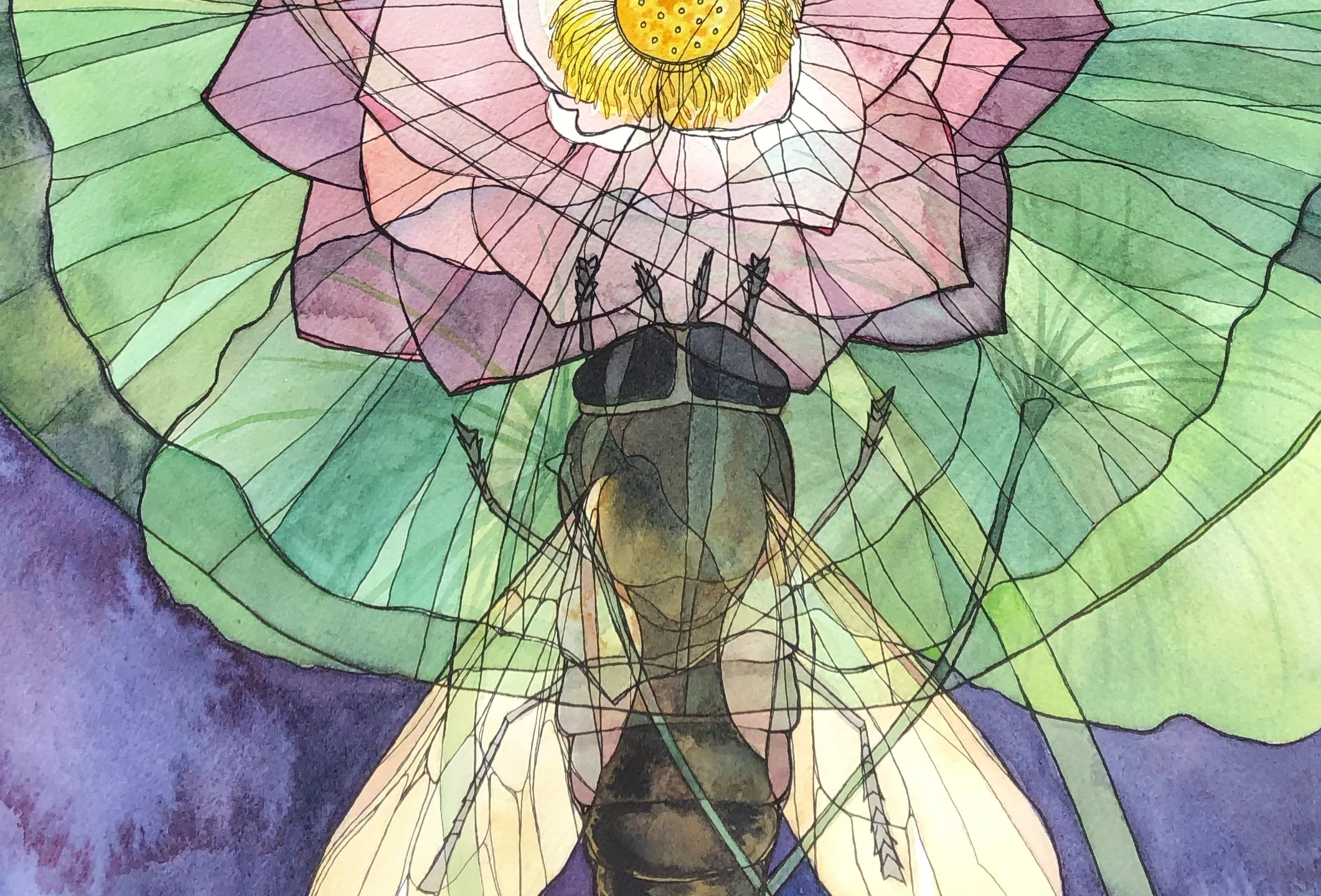 Gadfly x Lotus (Tabanus bovinus x Nelumbo nucifera), 2019. Ink and watercolor on paper.
