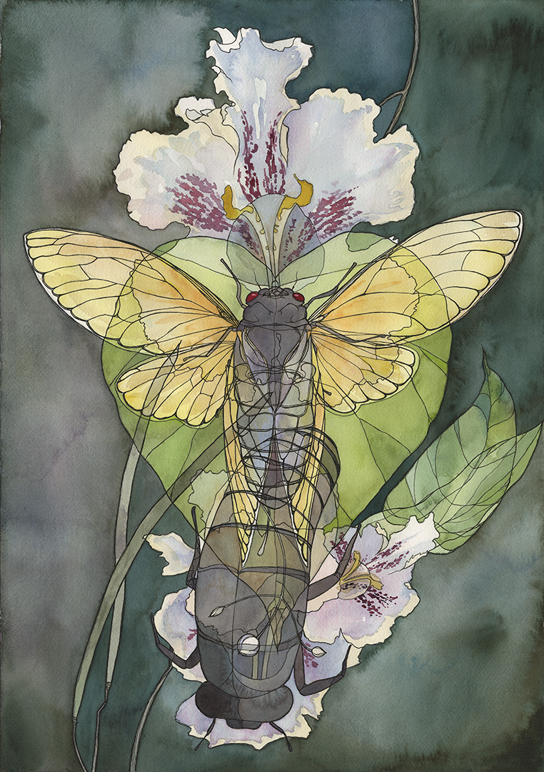 Cicada x Catalpa