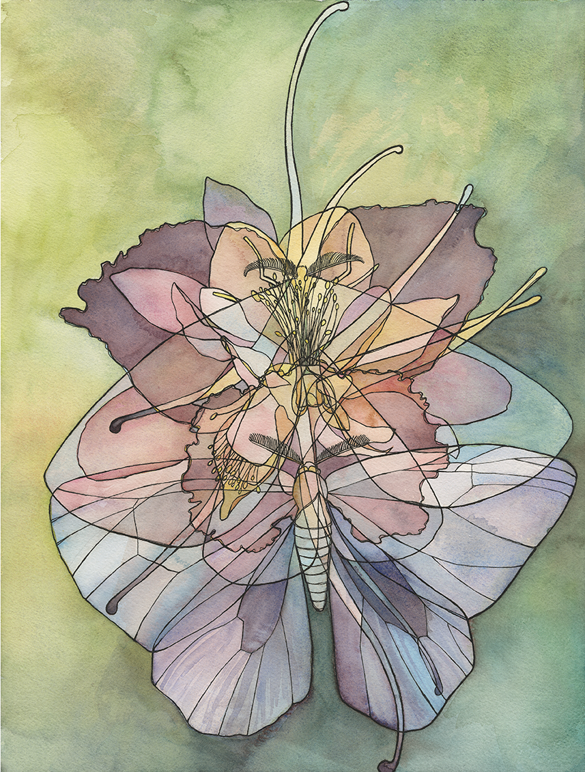 Moth x Iris x Columbine
