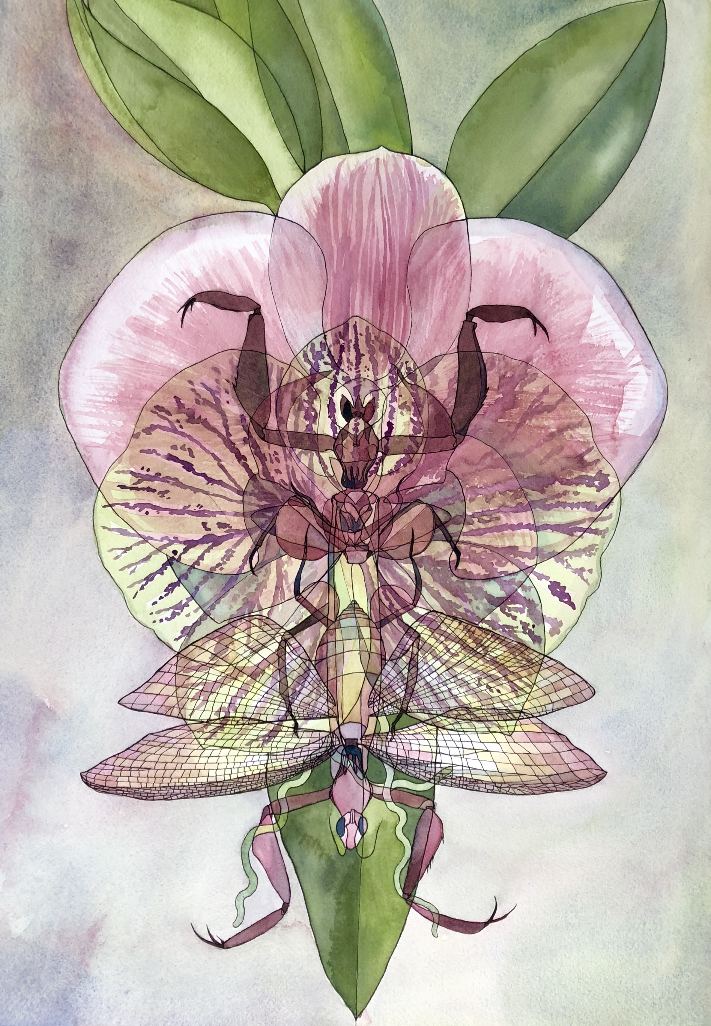 Mantis x Orchid