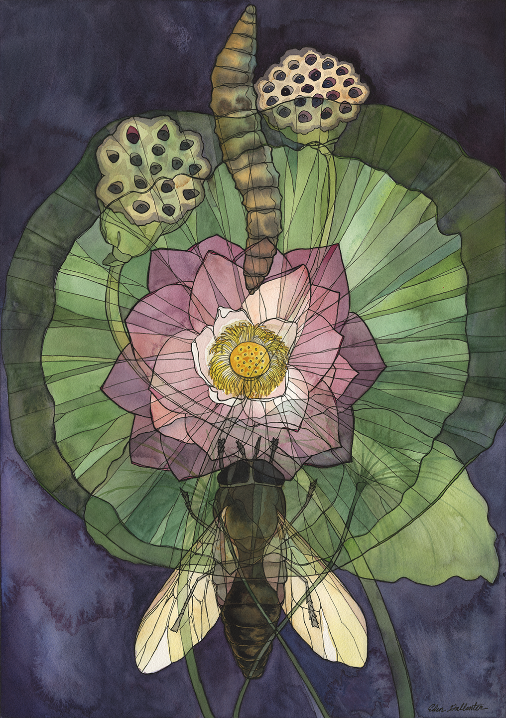 Gadfly x Lotus