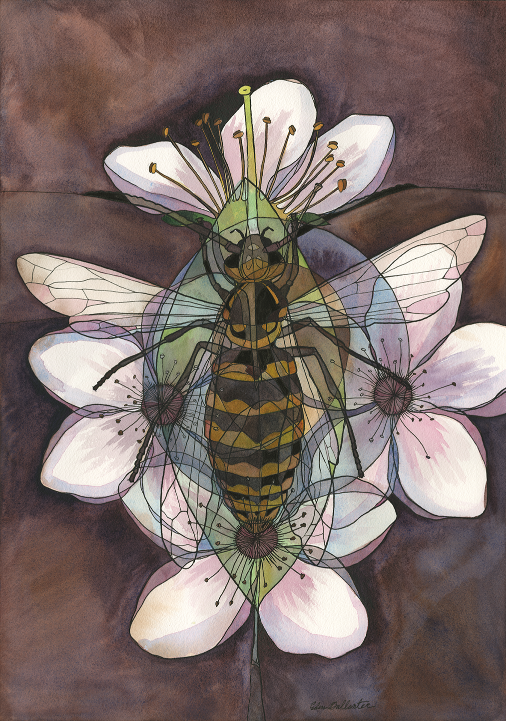 Wasp x Plum