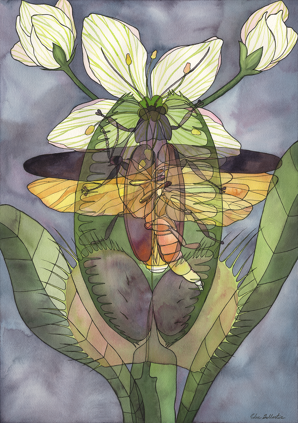 Firefly x Flytrap