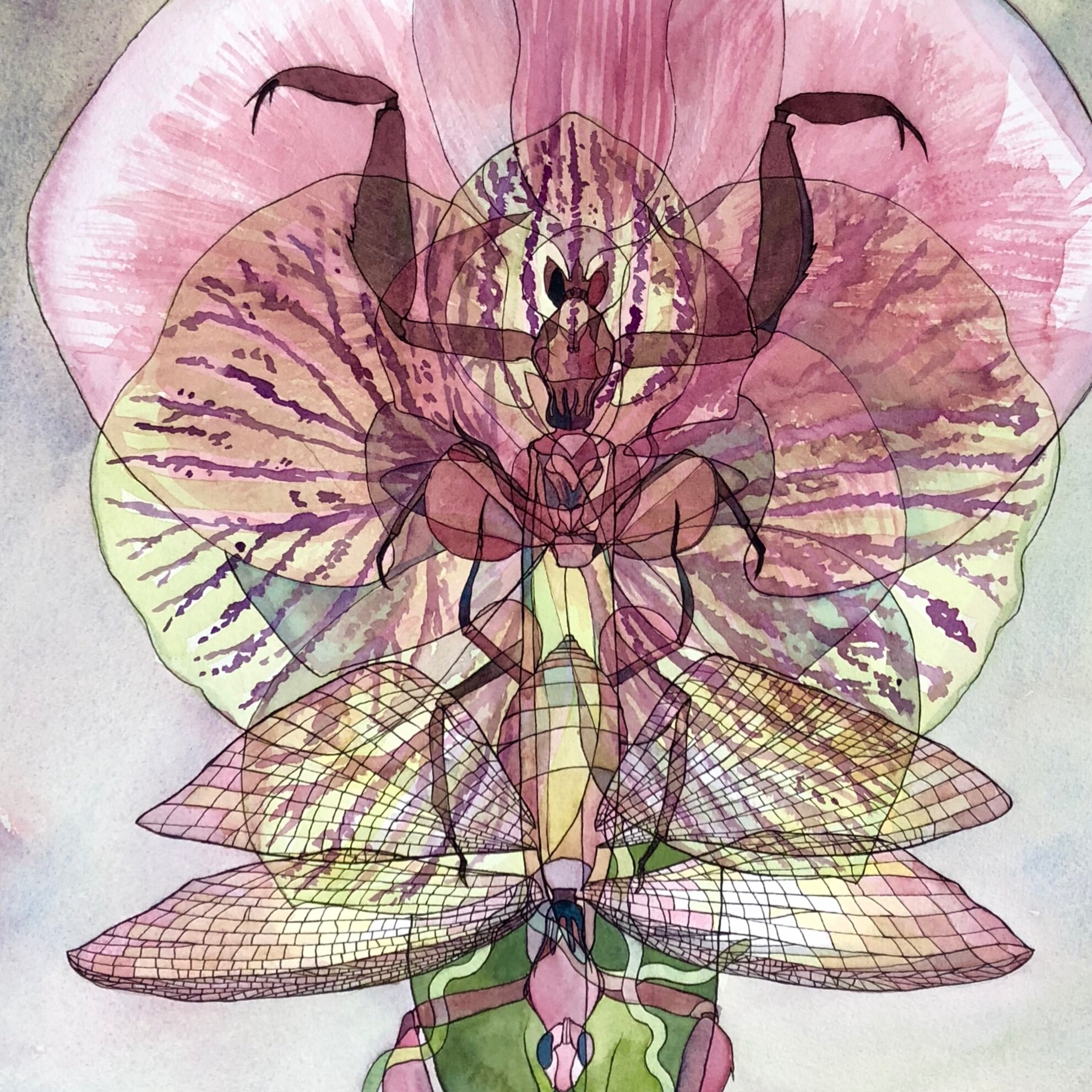 Mantis+x+Orchid.jpg