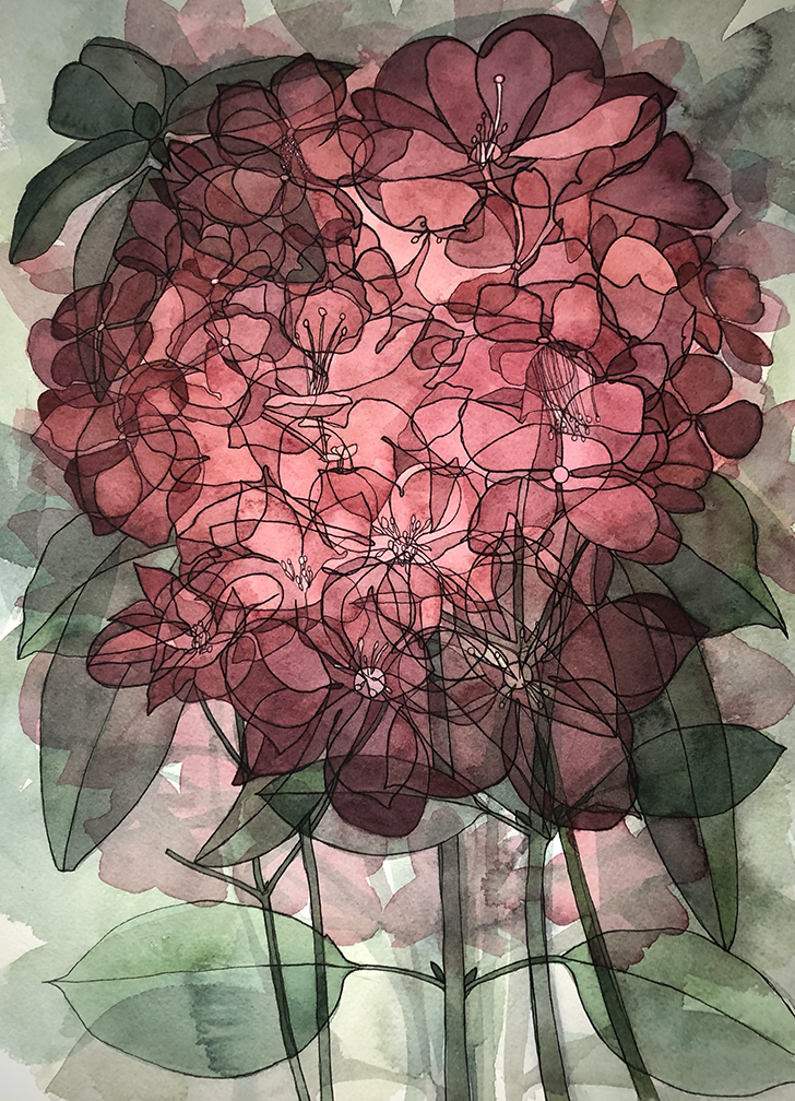 Rhododendron X Hydrangea