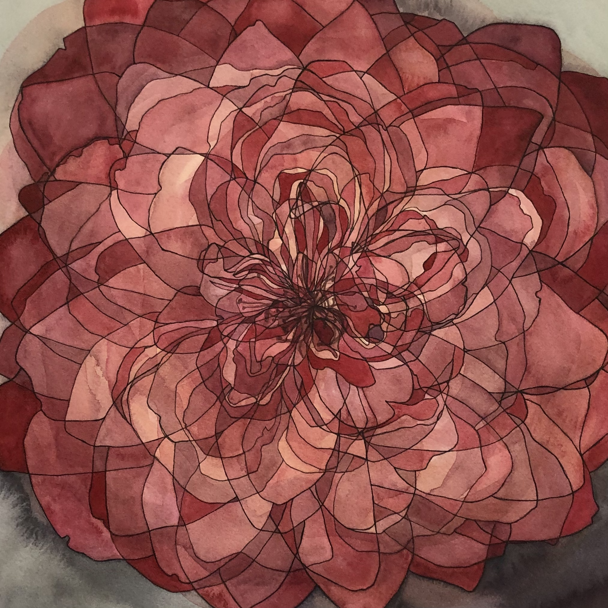 Rose IV, ink and watercolor on paper. 12 x 12 inches.