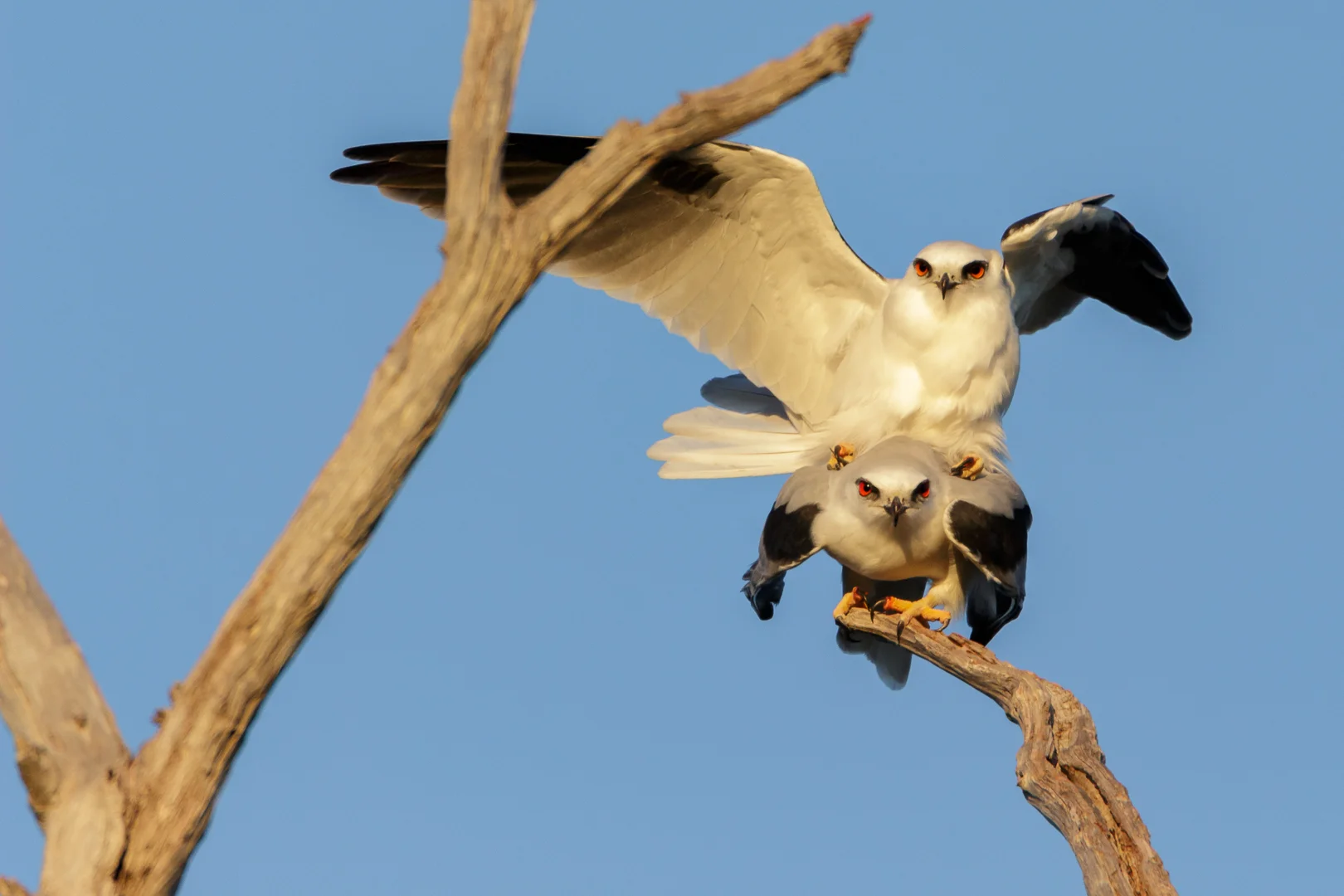 Black Shouldered Kites Mating- Gnangara Region, Western Australia