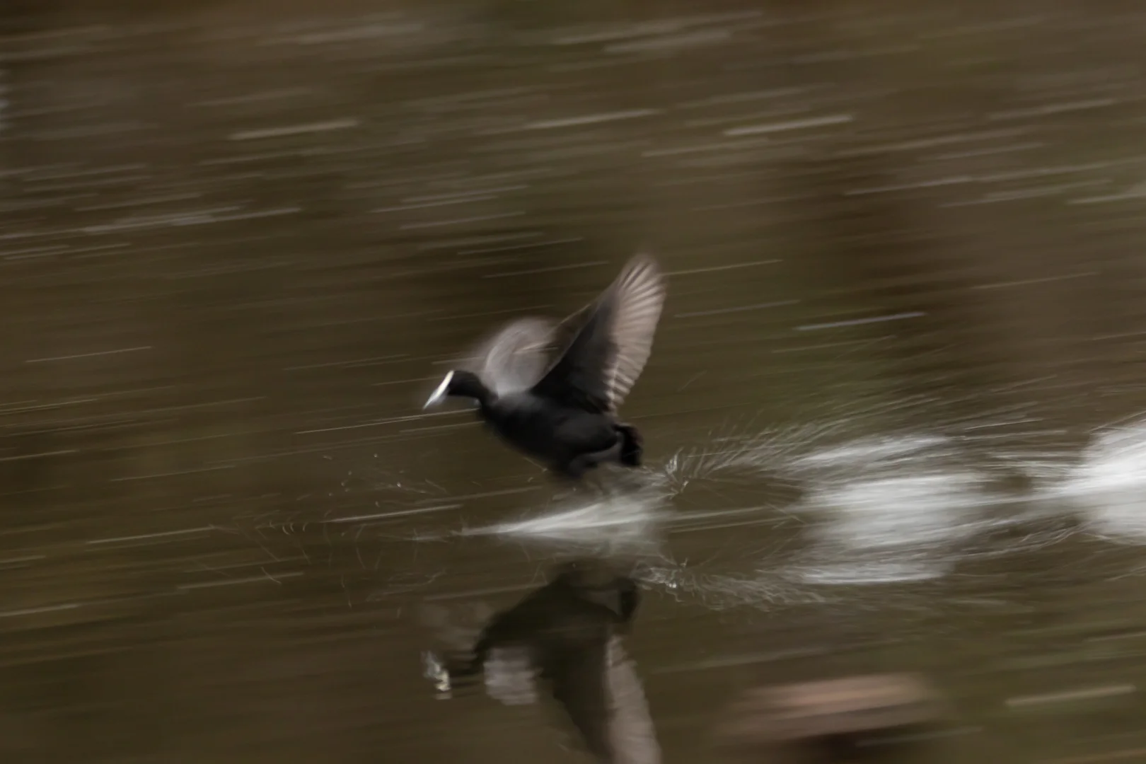 Eurasian Coot In Motion- Herdsman Lake, Western Australia